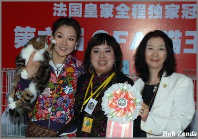 Highest Scoring Kitten
